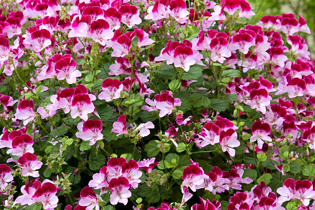 Serres royales de Laeken Koninklijke laken Koninklijk belgie serre kasteel hdr art nouveau tuin bloemen bloem architect Alphonse Balat Koning Leopold II plantencollectie